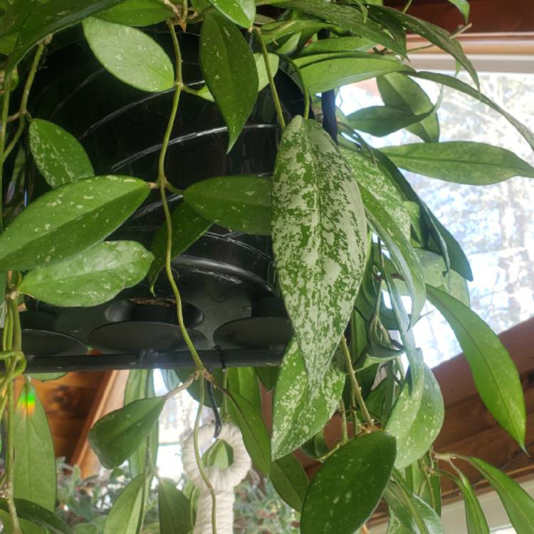 Plant image Hoya Pubicalyx ‘Splash'