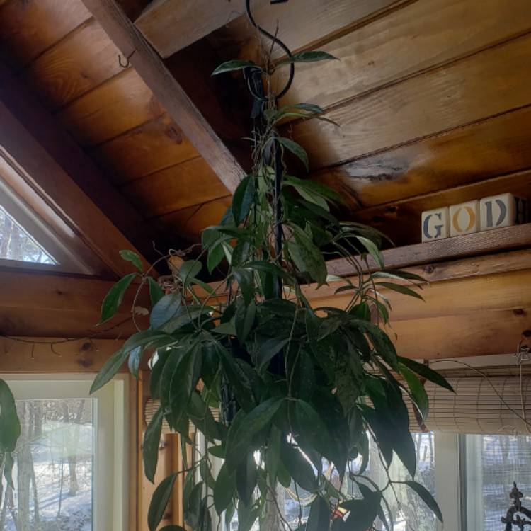 plant image 1559623