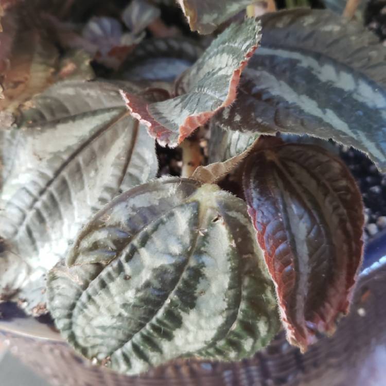 Plant image Pilea involucrata 'Pan Am'