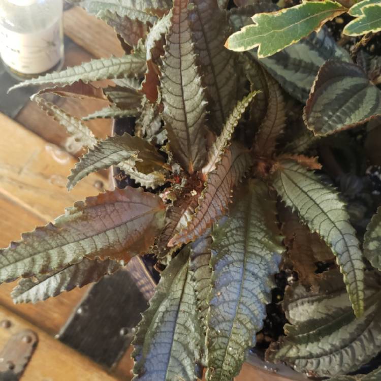 plant image 1618288