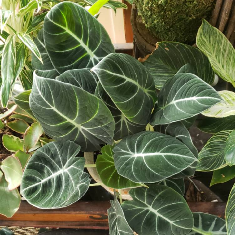 plant image 1626180