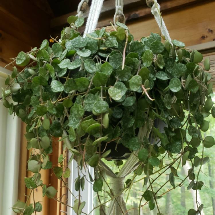 plant image 1627523