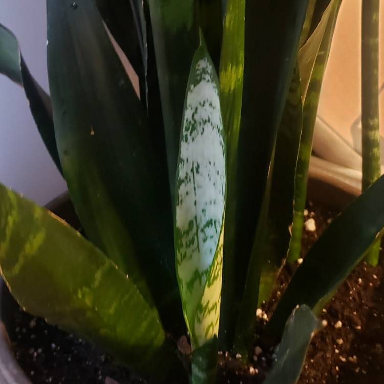Plant image Sansevieria Black Coral
