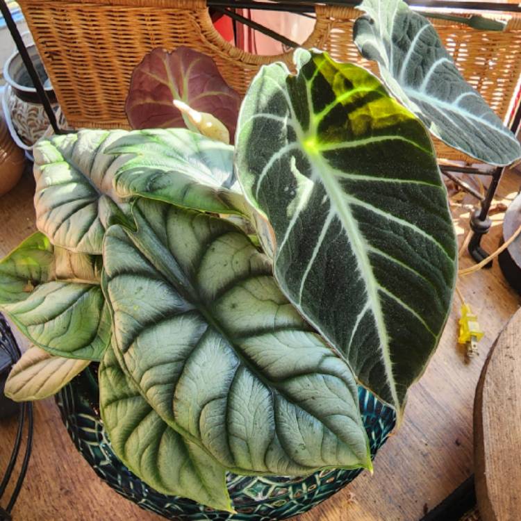 Plant image Alocasia sanderiana 'Black Velvet'