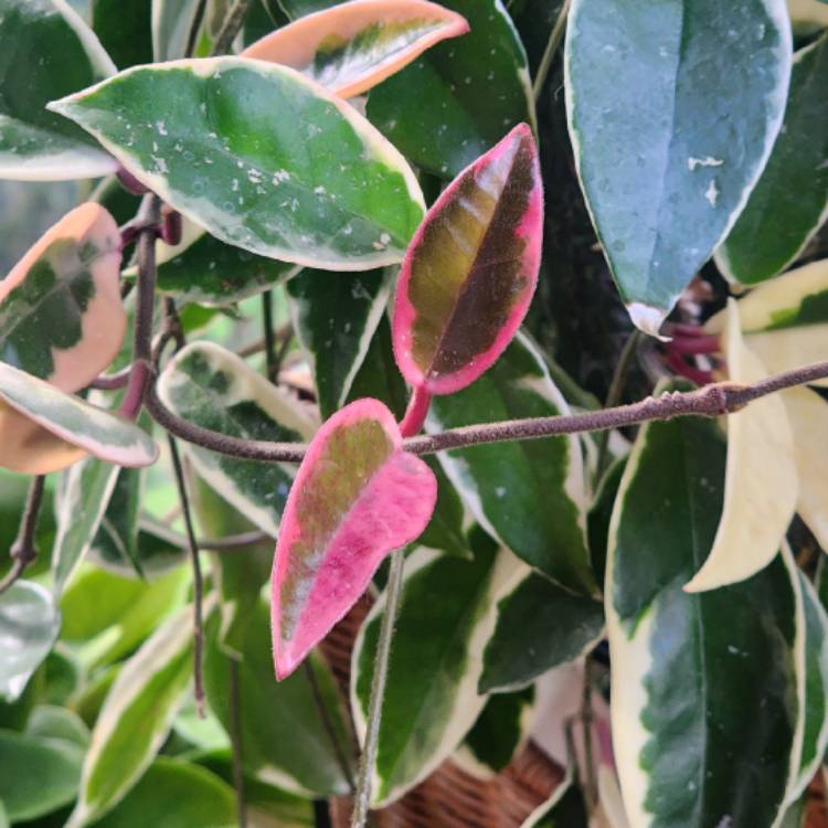 plant image 1666012 plant image 1666012