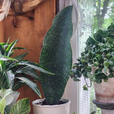 Sansevieria masoniana