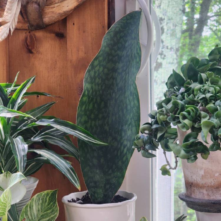 Plant image Sansevieria masoniana
