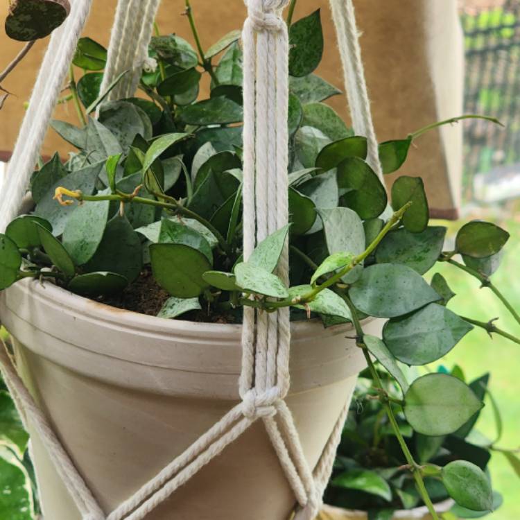 plant image 1666059