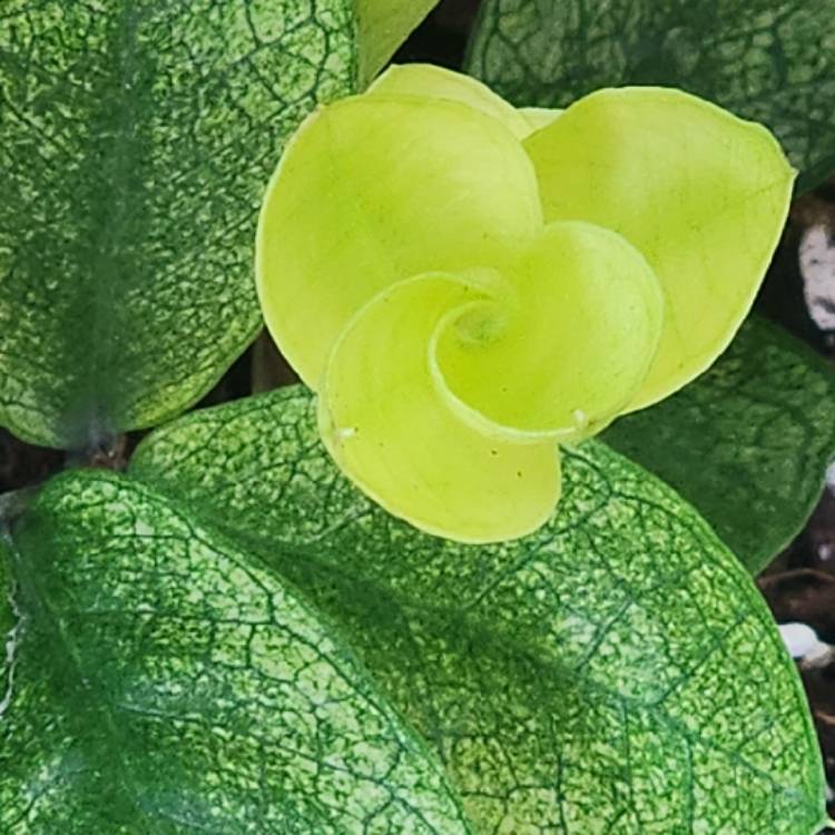 plant image 1666061