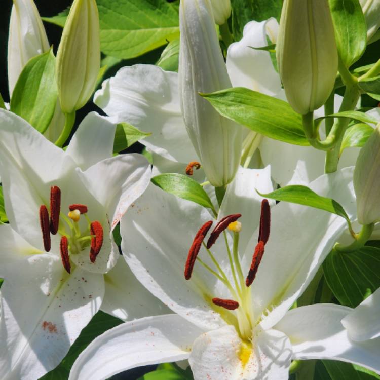 Plant image Lilium 'Casa Blanca'