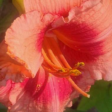Daylily