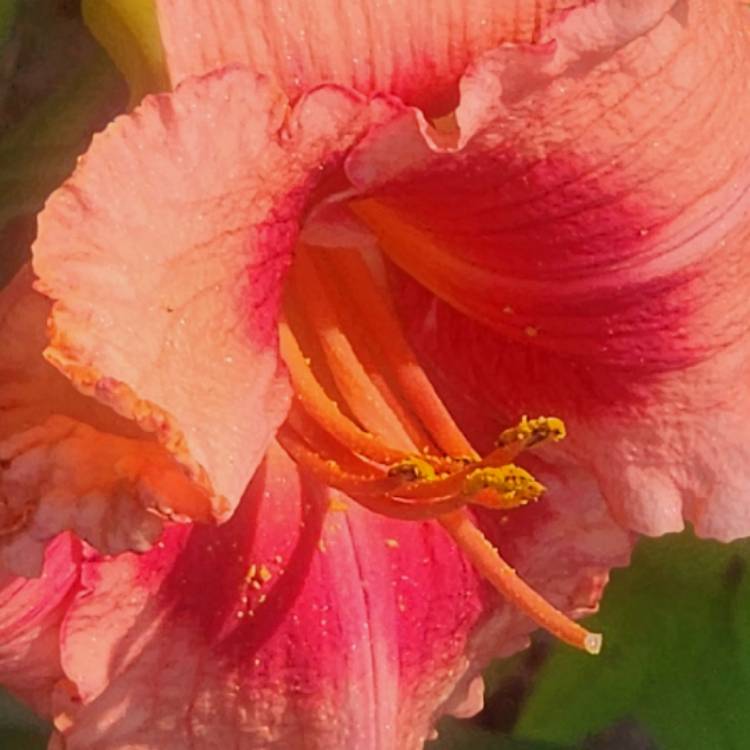 plant image 1680216