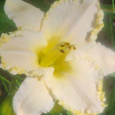 Daylily