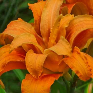 Daylily 'Kwanso'