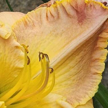 Daylily