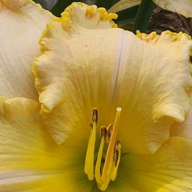 Daylily