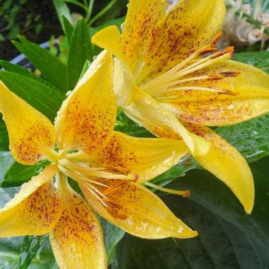 Lily 'Pollyanna' (Asiatic)