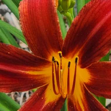 Daylily 'Ruby Spider'