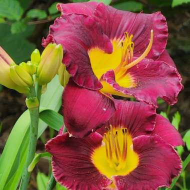 Daylily