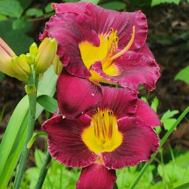 Daylily