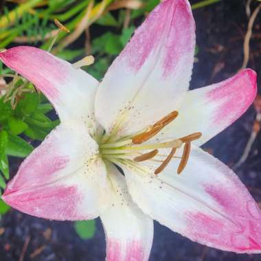 Lily 'Lollypop' (Asiatic)