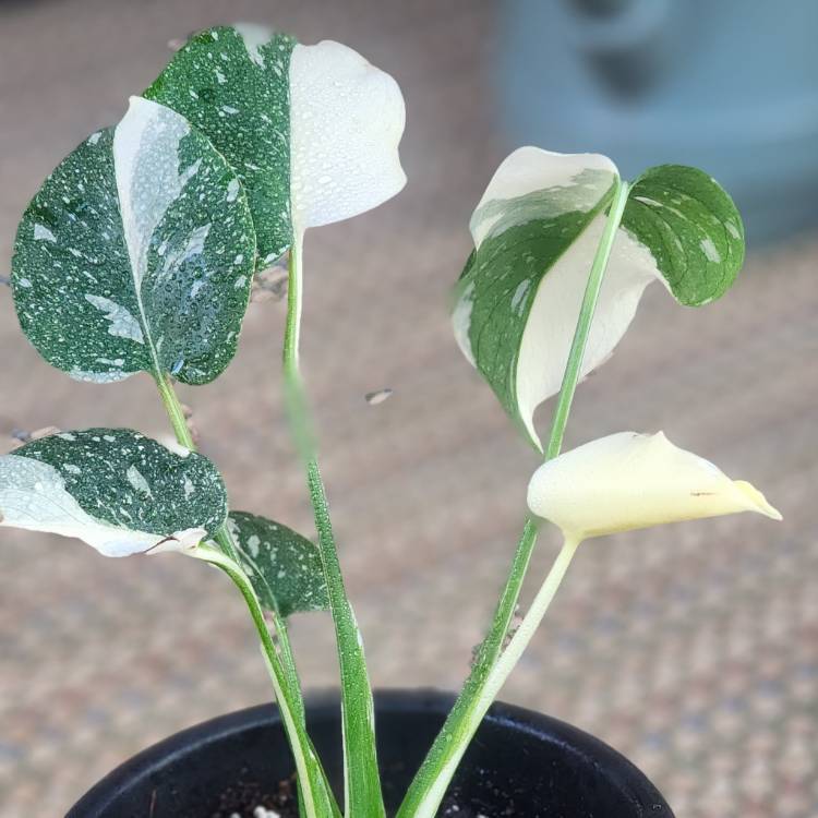 Plant image Monstera deliciosa 'Thai Constellation'