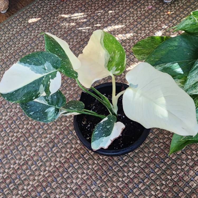 plant image 1707225 plant image 1707225