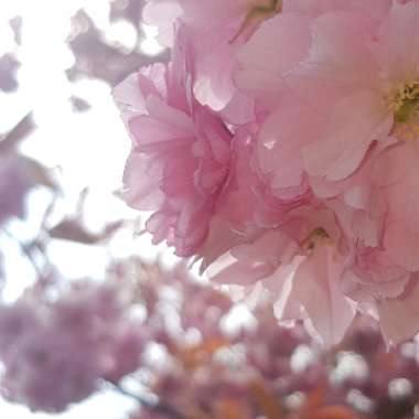 Peony 'Sarah Bernhardt' (Herbaceous)