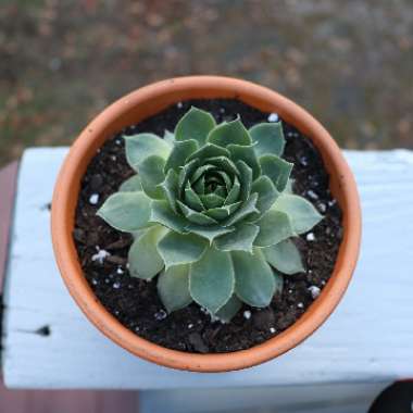 Sempervivum