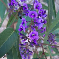 Plant image Hardenbergia violacea 'Purple'