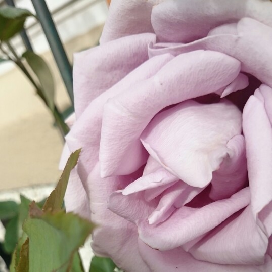 Plant image Rosa 'Coral Dawn'