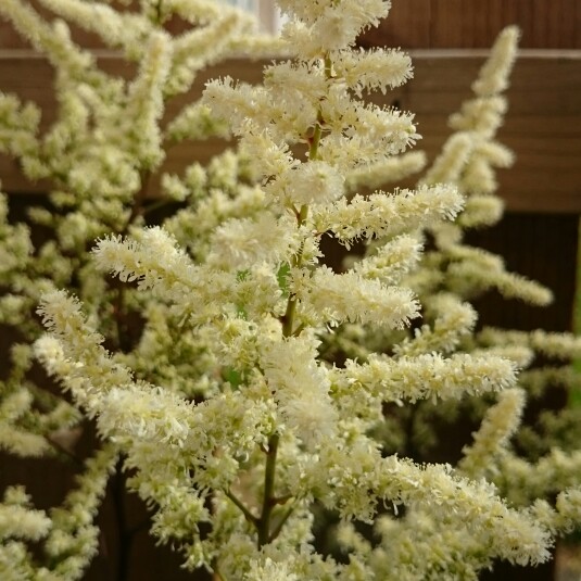 plant image 175384