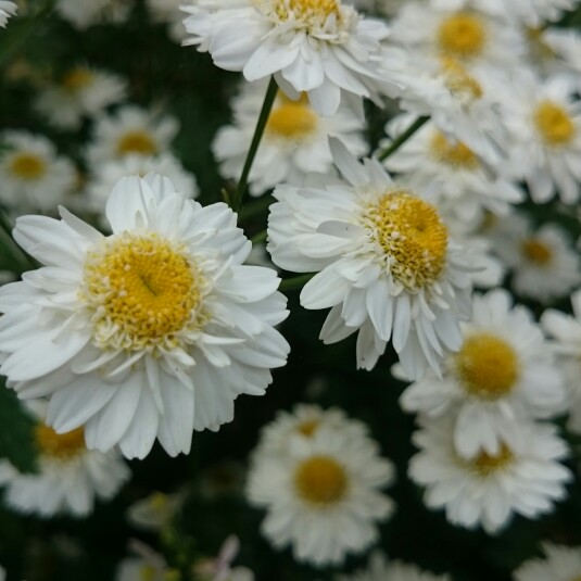 plant image 185411
