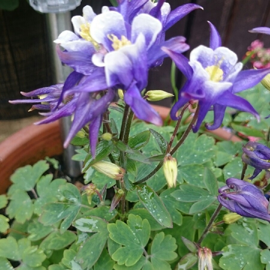 Plant image Aquilegia Vulgaris 'Purple Emperor'