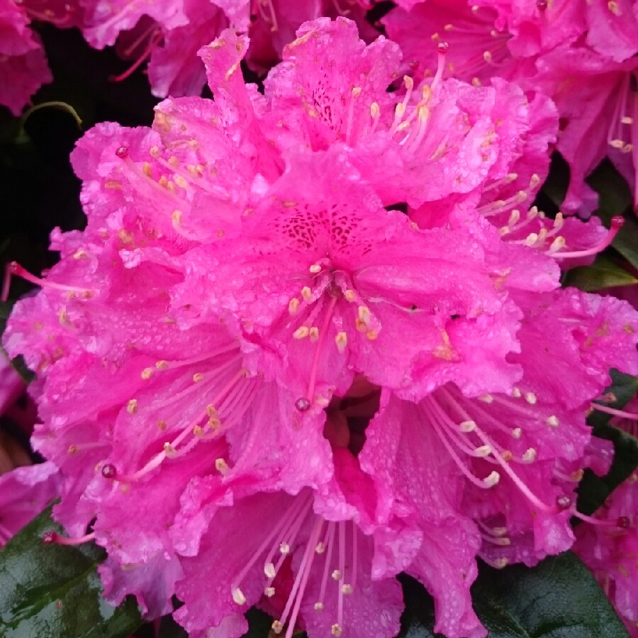Plant image Rhododendron 'Lilofee'