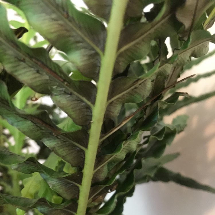 Plant image Blechnum Gibbum 'Silver Lady'