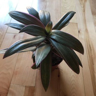 Tradescantia spathacea  syn. Rhoeo spathacea, Rhoeo discolor