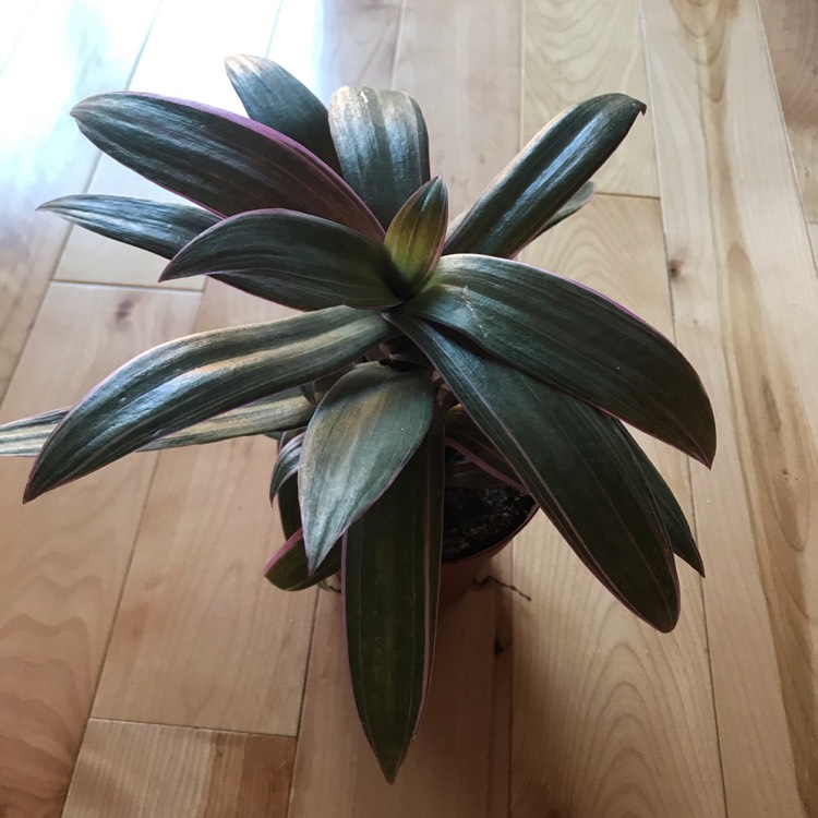 plant image 1257964