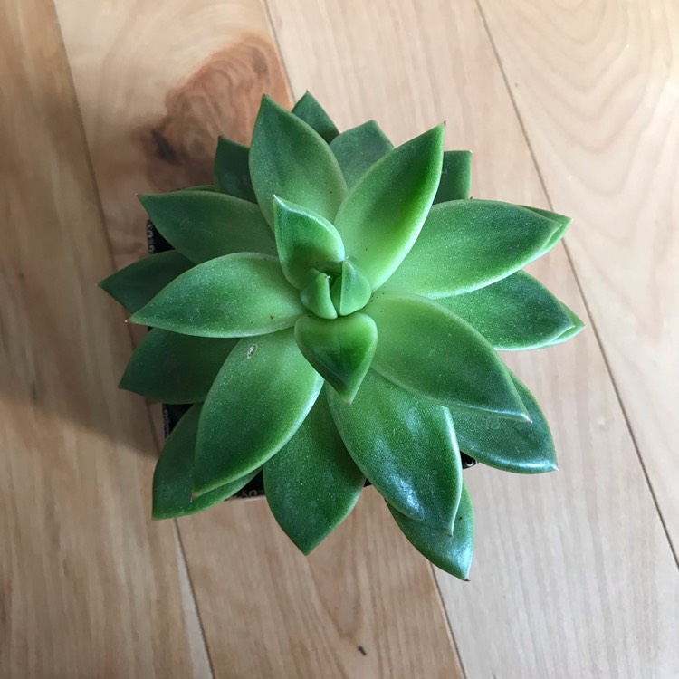 plant image 1259689