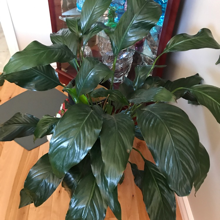 plant image 1261290