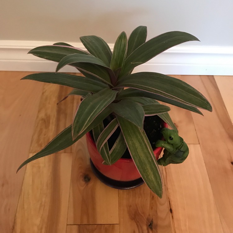 plant image 1264326