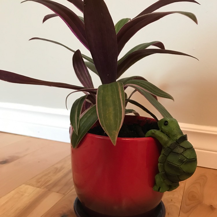 plant image 1264327