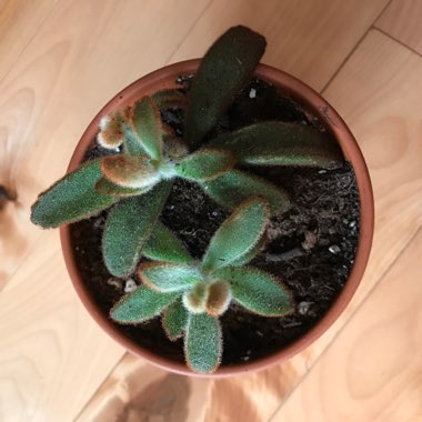 Kalanchoe Tomentosa 'Chocolate Soldier'