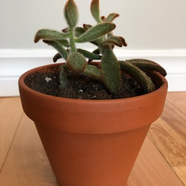 Kalanchoe Tomentosa 'Chocolate Soldier'