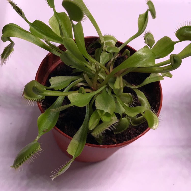 plant image 1264453 plant image 1264453