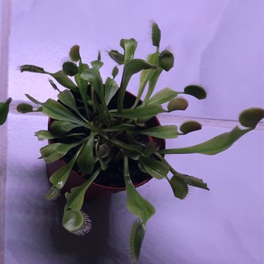 Dionaea muscipula