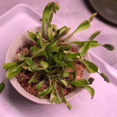 Dionaea muscipula