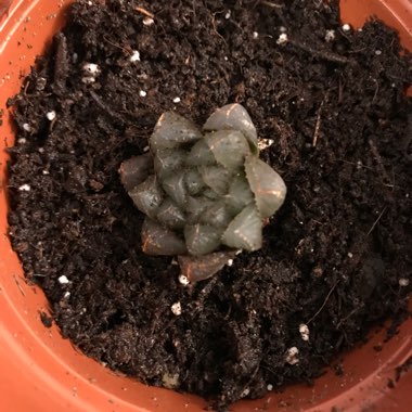 Haworthia cymbiformis var. obtusa