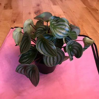 Peperomia argyreia