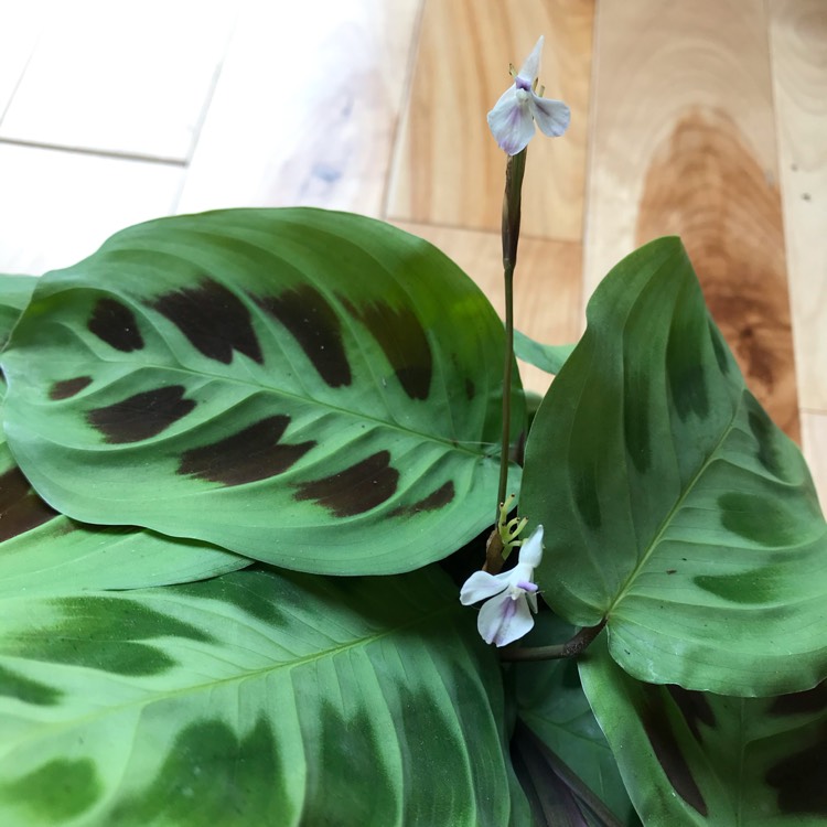 plant image 1280668